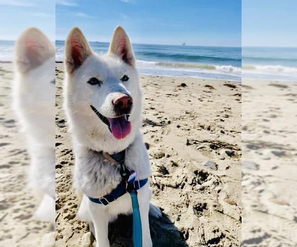 Medium Photo #2 Siberian Husky Puppy For Sale in Santa Barbara, CA, USA