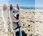Small #1 Siberian Husky