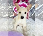 Scrappy - Male Rat-Cha Puppy for Sale - Photo #5