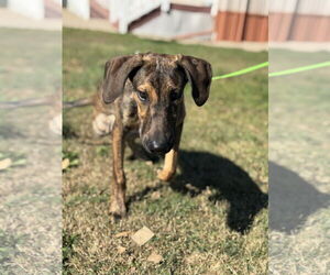 Doberman Pinscher-Unknown Mix Dogs for adoption in Buffalo, MN, USA