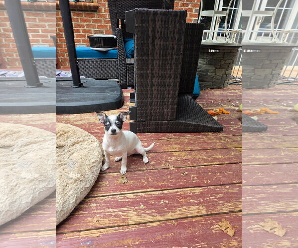 Medium Photo #3 Chihuahua-Unknown Mix Puppy For Sale in Thomasville, NC, USA