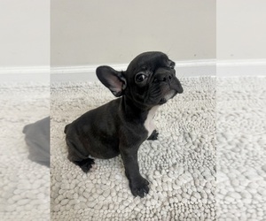 French Bulldog Puppy for sale in CHARLESTON, SC, USA