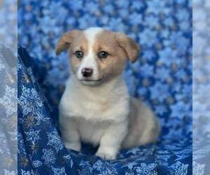 Pembroke Welsh Corgi Puppy for sale in MECHANICSVILLE, MD, USA