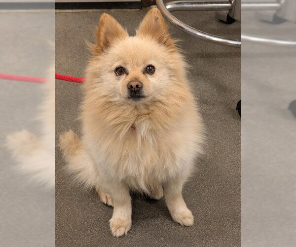 Medium Photo #1 Pomeranian-Unknown Mix Puppy For Sale in Forestville, MD, USA