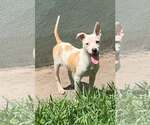 Small Mutt