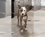 Small Mutt