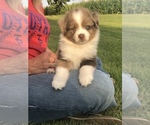 Small Photo #1 Australian Shepherd Puppy For Sale in BROSELEY, MO, USA