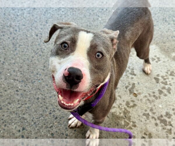 Medium Photo #1 American Pit Bull Terrier Puppy For Sale in Gloversville, NY, USA