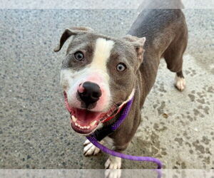 American Pit Bull Terrier Dogs for adoption in Gloversville, NY, USA
