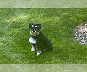 Mother of the Schnauzer (Miniature) puppies born on 07/10/2025