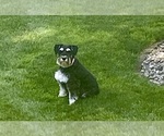 Small Photo #1 Schnauzer (Miniature) Puppy For Sale in WOLCOTTVILLE, IN, USA