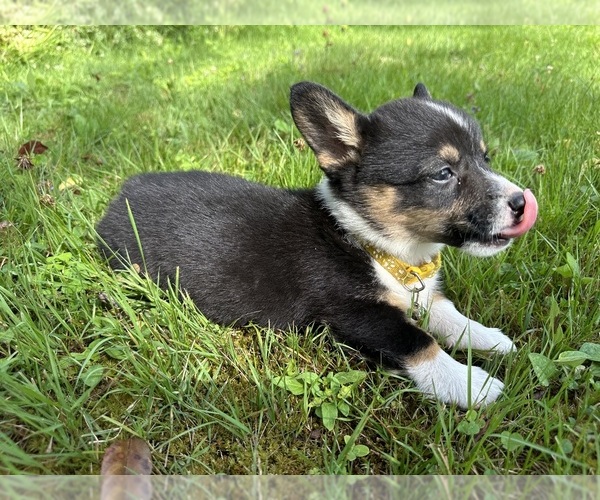 Medium Photo #60 Pembroke Welsh Corgi Puppy For Sale in PERKINSVILLE, VT, USA