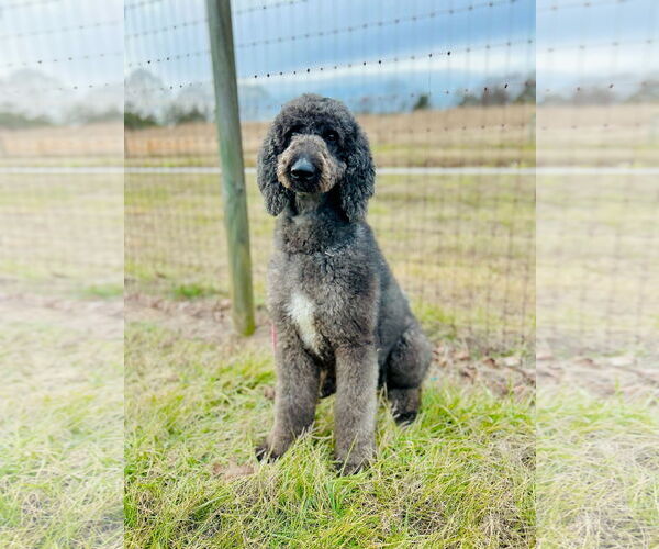 Medium Photo #2 Labradoodle Puppy For Sale in Pacolet, SC, USA