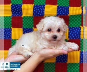 Maltipoo Puppy for sale in WINNSBORO, LA, USA