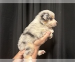 Puppy Royce Australian Shepherd