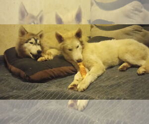 Samoyed-Siberian Husky Mix Dogs for adoption in Pacific grove , CA, USA