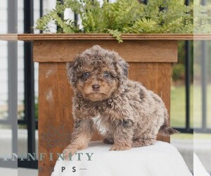 Poodle (Miniature) Puppy for sale in GORDONVILLE, PA, USA