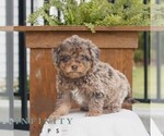 Small Poodle (Miniature)