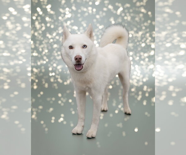 Medium Photo #2 Siberian Husky-Unknown Mix Puppy For Sale in Woodbury, NY, USA