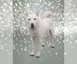 AVALANCHE - Male Siberian Husky-Unknown Mix Dog for Adoption - Photo #2