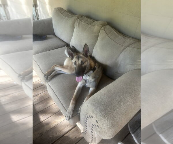 Medium Photo #4 Mutt Puppy For Sale in Imlay City, MI, USA