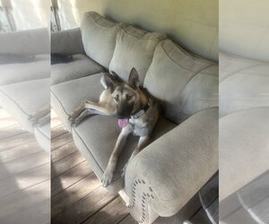 Colt - Located in Texas - Male Mutt Dog for Adoption - Photo #4