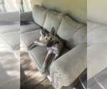 Small Photo #4 Mutt Puppy For Sale in Imlay City, MI, USA