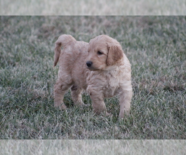 Medium Photo #7 Goldendoodle Puppy For Sale in MEMPHIS, MO, USA