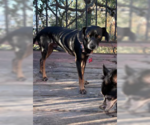 Small Photo #3 Doxle Puppy For Sale in San Diego, CA, USA