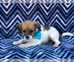 Chihuahua-Fox Terrier (Smooth) Mix Puppy for sale in MYERSTOWN, PA, USA