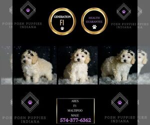 Maltipoo Puppy for sale in WARSAW, IN, USA