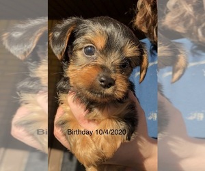 Yorkshire Terrier Puppy for sale in LONDON, KY, USA