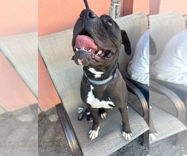 Medium Photo #7 American Staffordshire Terrier-Boxer Mix Puppy For Sale in Lake Forest, CA, USA