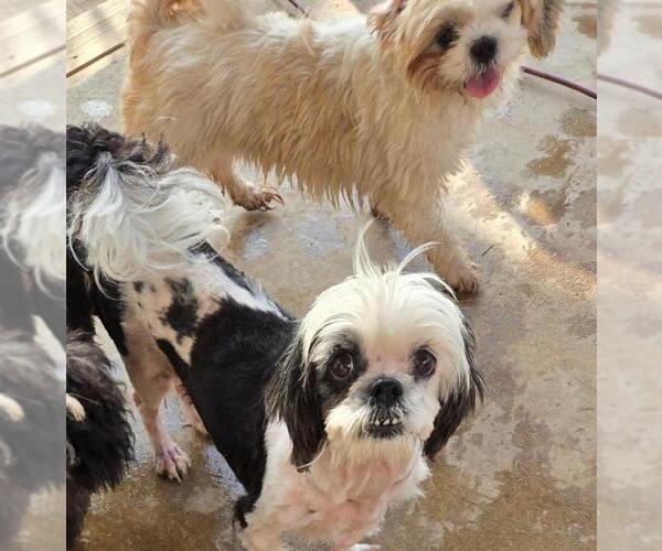 Medium Photo #3 Shih Tzu Puppy For Sale in San Antonio, TX, USA