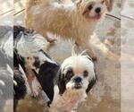 Small #2 Shih Tzu