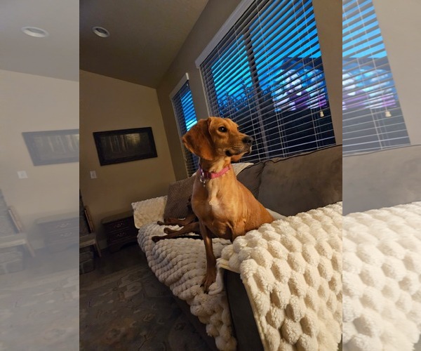 Medium Photo #3 Mutt Puppy For Sale in MIDWAY, UT, USA