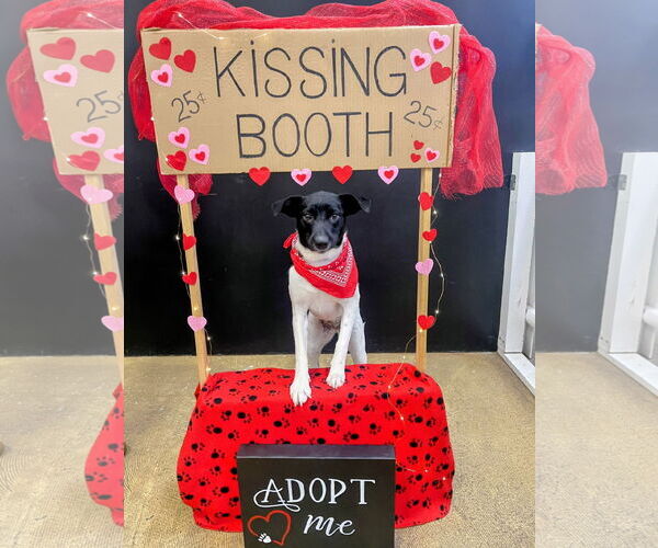 Medium Photo #1 Border Collie-Unknown Mix Puppy For Sale in Rockaway, NJ, USA