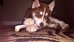 Small Photo #1 Siberian Husky Puppy For Sale in AUBURN, CA, USA