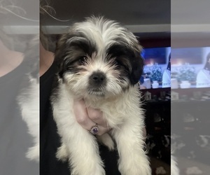Shih Tzu Puppy for sale in PLAINFIELD, IL, USA