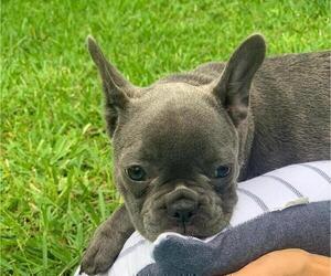 French Bulldog Puppy for sale in TAMPA, FL, USA