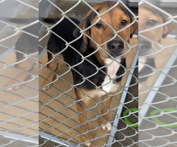 Medium Photo #3 Coonagle Puppy For Sale in Evansville, IN, USA