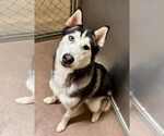 Small Siberian Husky
