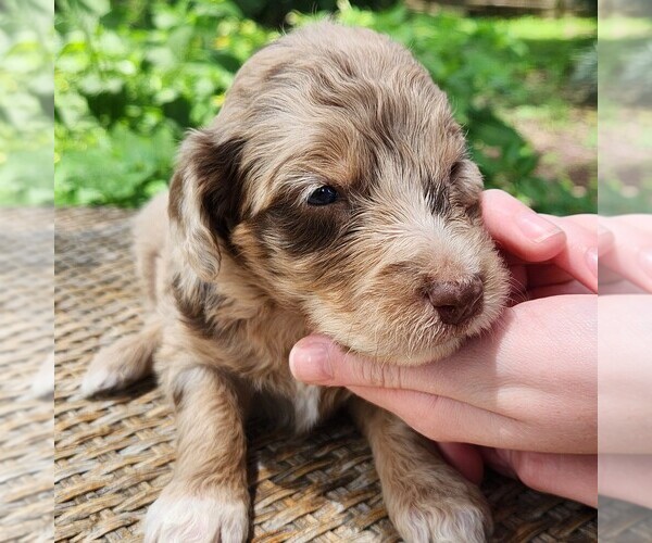 Medium Photo #5 F2 Aussiedoodle Puppy For Sale in COLUMBIA, TN, USA
