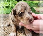 Small #4 F2 Aussiedoodle