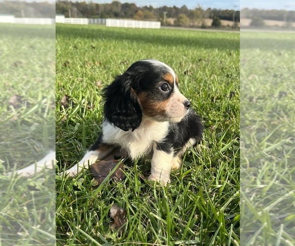 Medium Photo #1 Cavapoo Puppy For Sale in PEEBLES, OH, USA