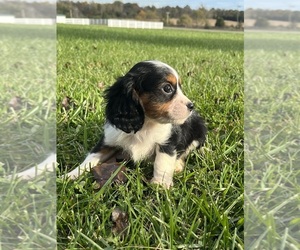 Cavapoo Puppy for sale in PEEBLES, OH, USA