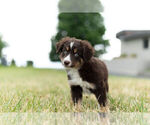 Small Photo #4 Miniature Australian Shepherd Puppy For Sale in WARSAW, IN, USA