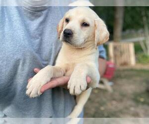 Labrador Retriever Puppy for Sale in WEST BROOKFIELD, Massachusetts USA