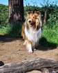 Small Photo #1 Shetland Sheepdog Puppy For Sale in CLAREMONT, CA, USA