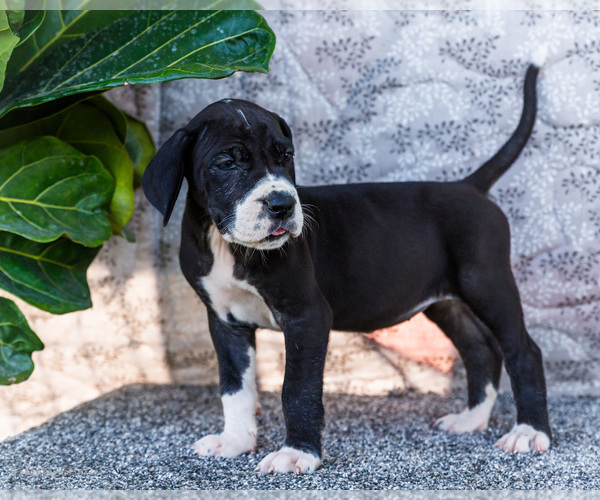 Medium Photo #10 Great Dane Puppy For Sale in WAKARUSA, IN, USA